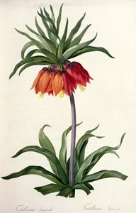 Fritillaria Imperialis de 